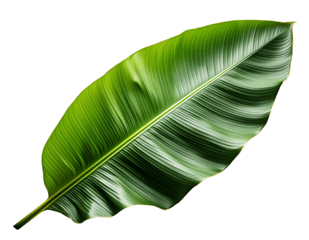 Banana leaf
