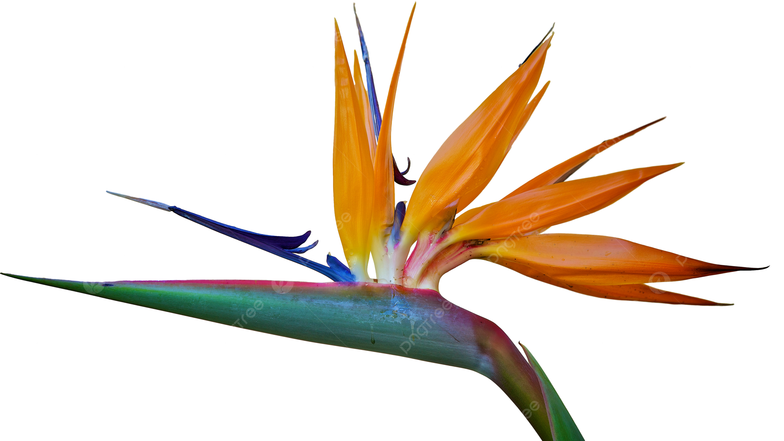 Bird of Paradise