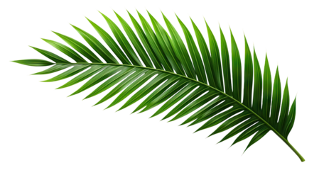Palm frond