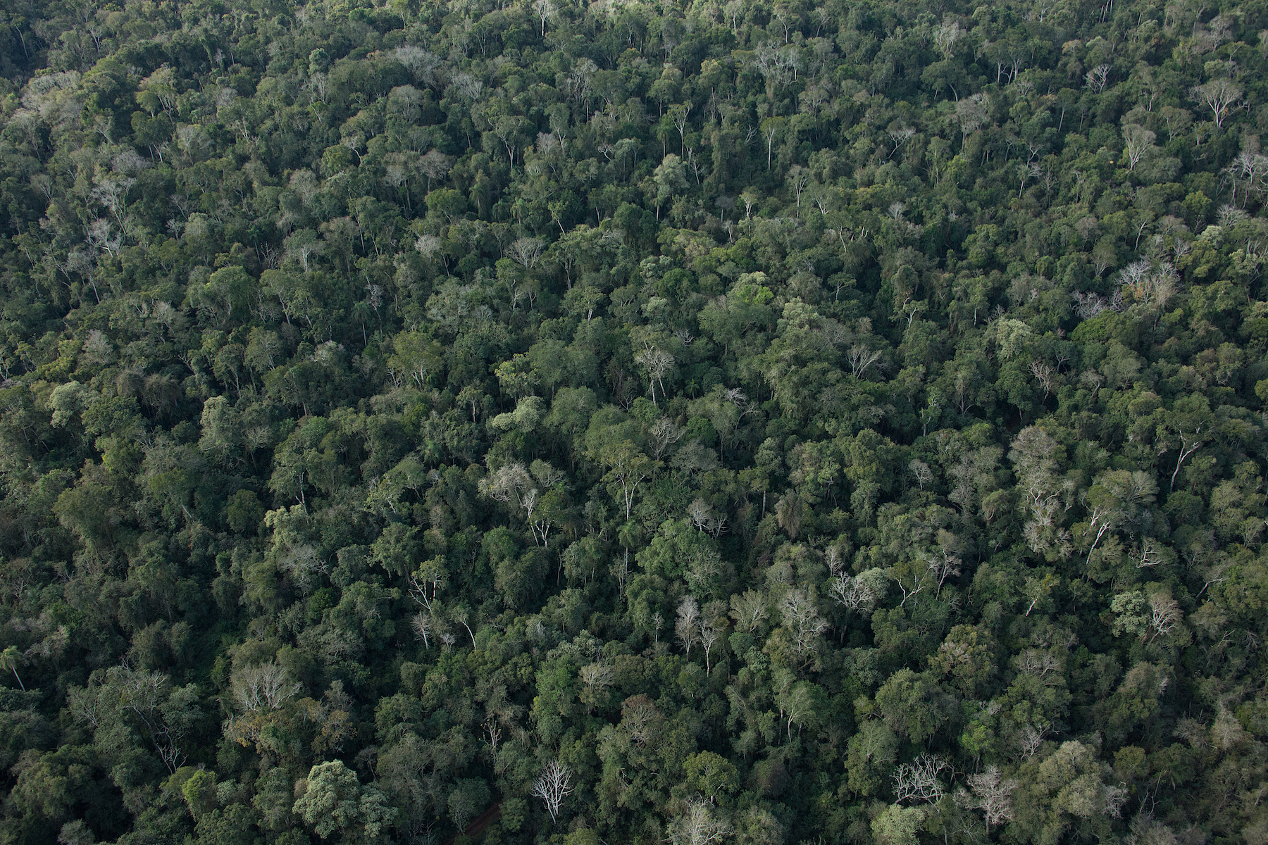 Área de preservação de Mata Atlântica - mais de 20 mil hectares preservados pelo Grupo Campos Salles