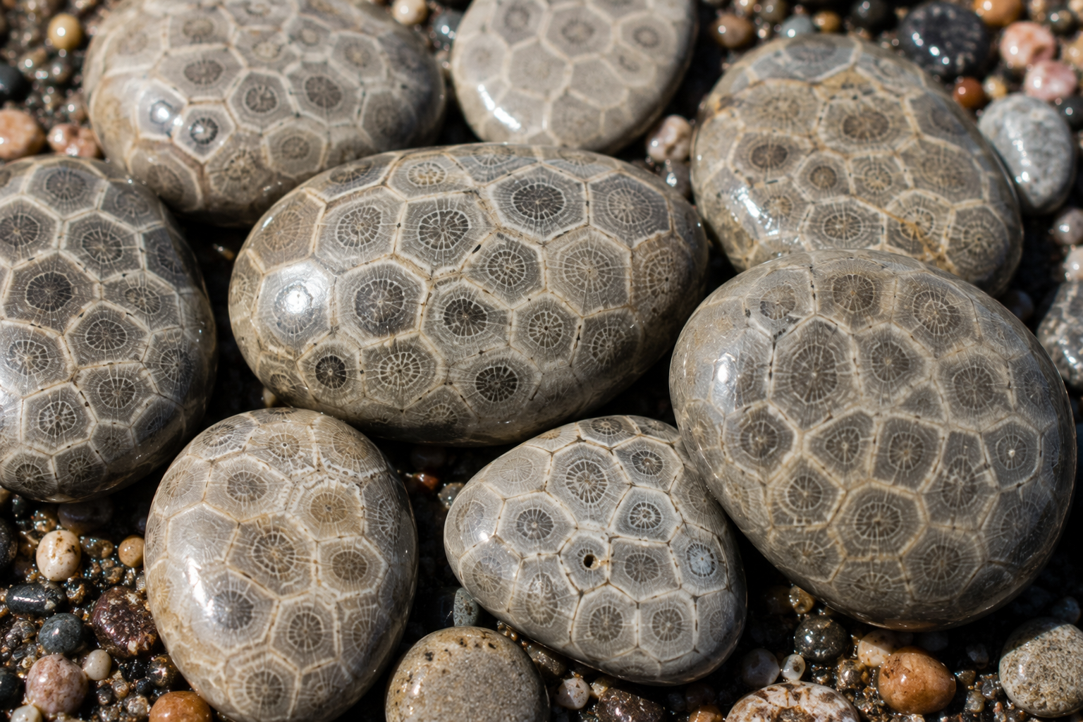 Close-up of polished Petoskey stone showing distinctive hexagonal coral fossil pattern