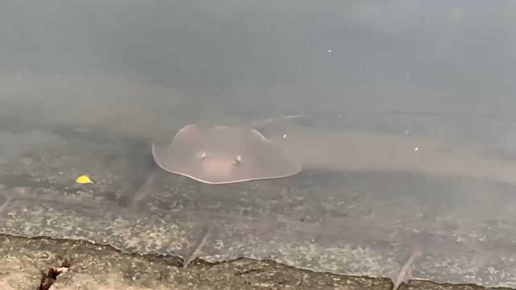 Fishing Frenzy Erupts in Tai Po After Stingrays Swarm Lam Tsuen River