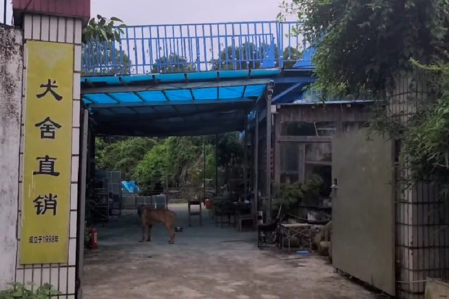 Shenzhen Kennels Exposed Offering Smuggled Fighting Dogs for Delivery to Hong Kong