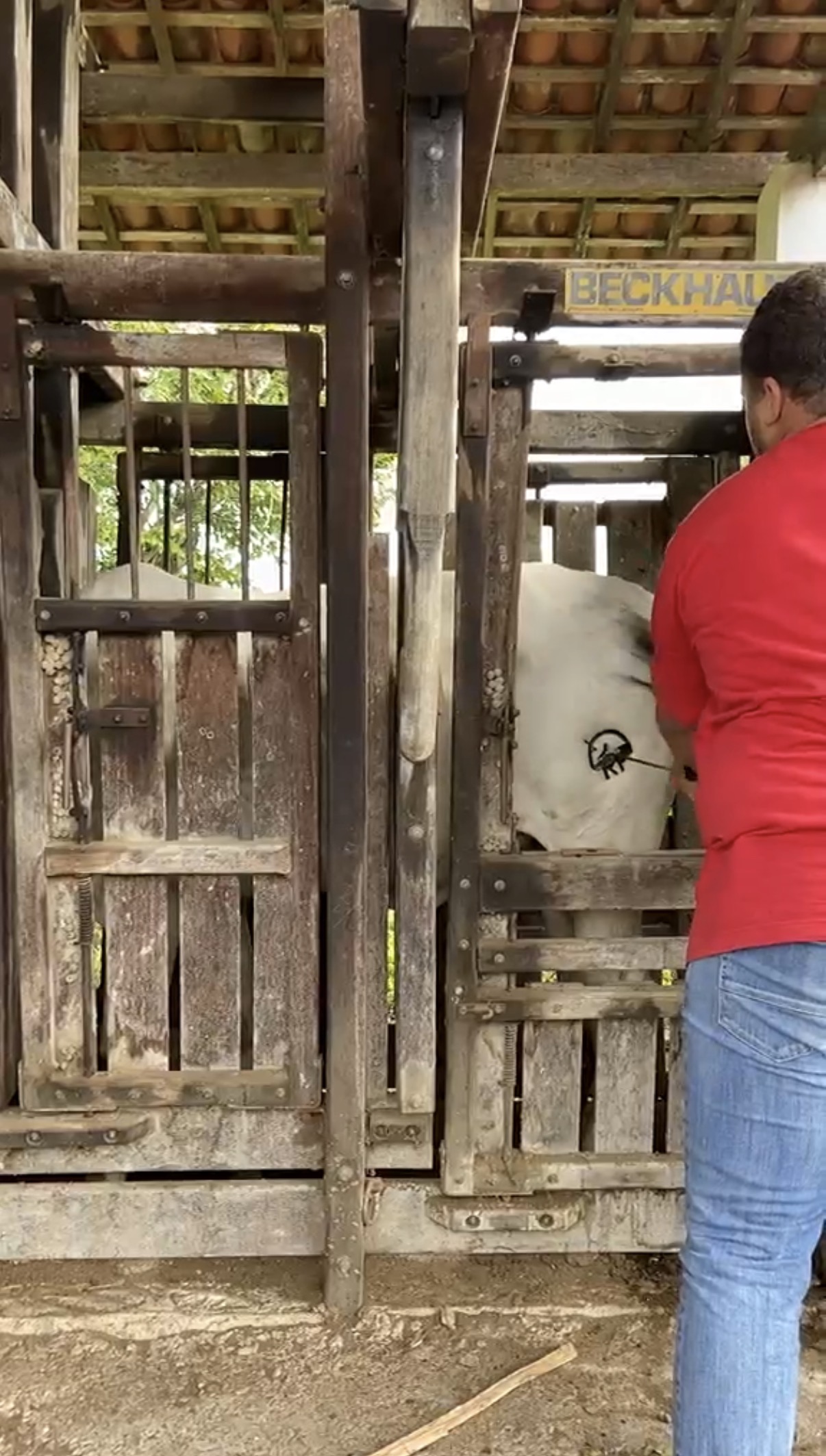 Feeding & Feedlot
