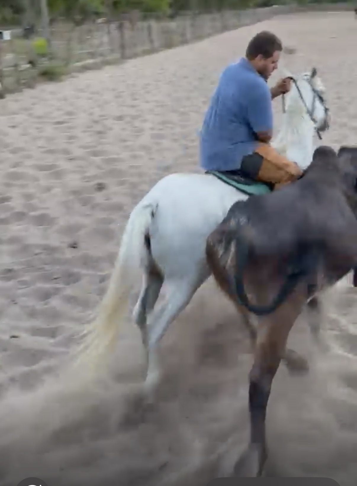 Horseback Work