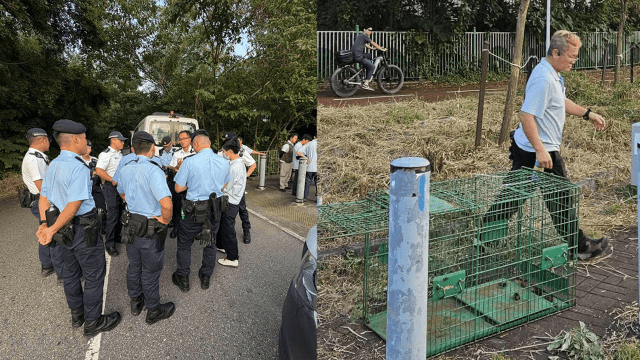 Three More Dogs Caught After Fatal Yuen Long Attack