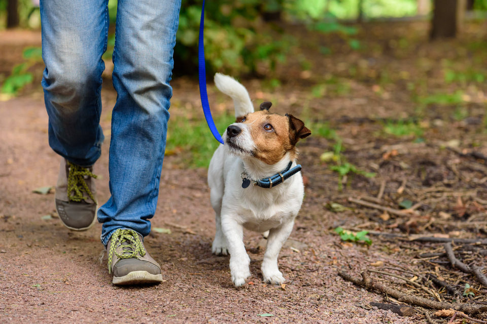 Lawmaker urges crackdown on dog smuggling as abandonments surge 50pc