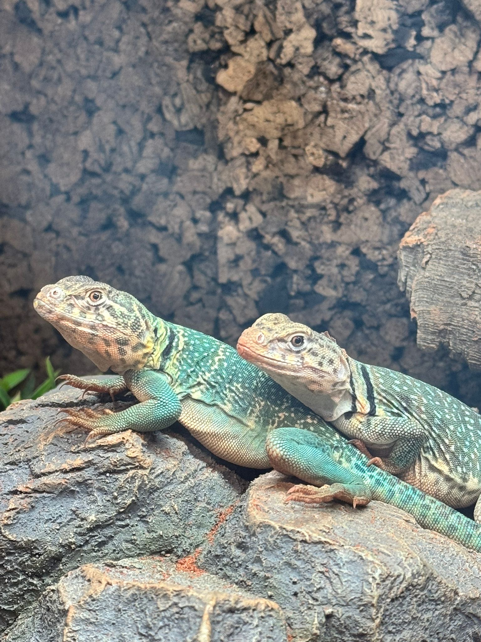 Halsbandleguaan uit eigen kweek bij Jazz Reptiles