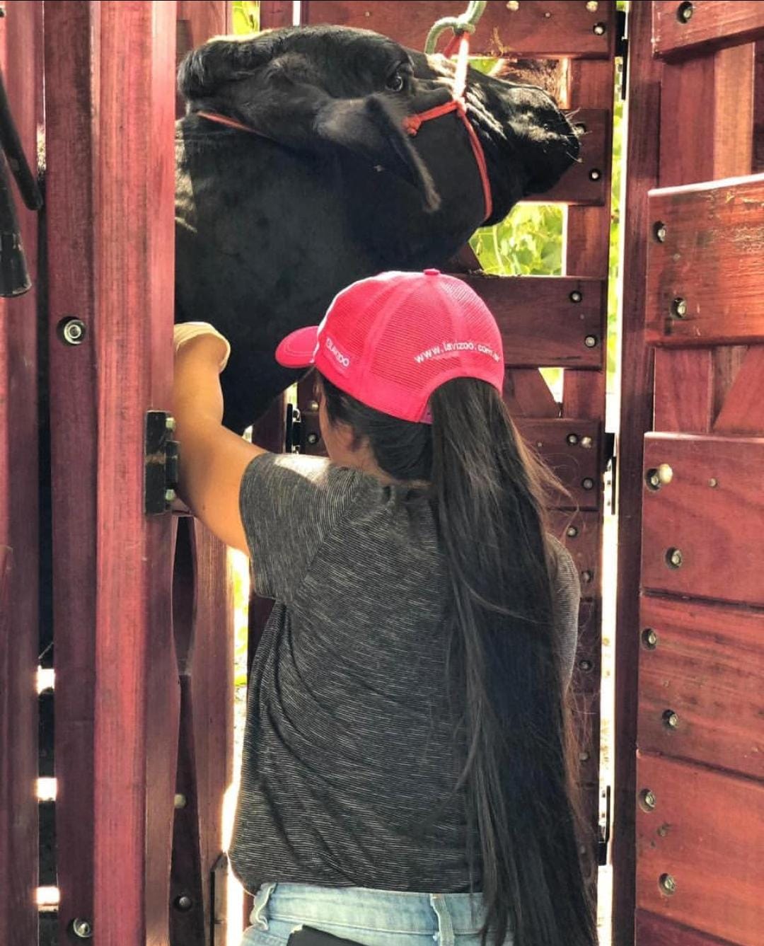 Cattle Handling