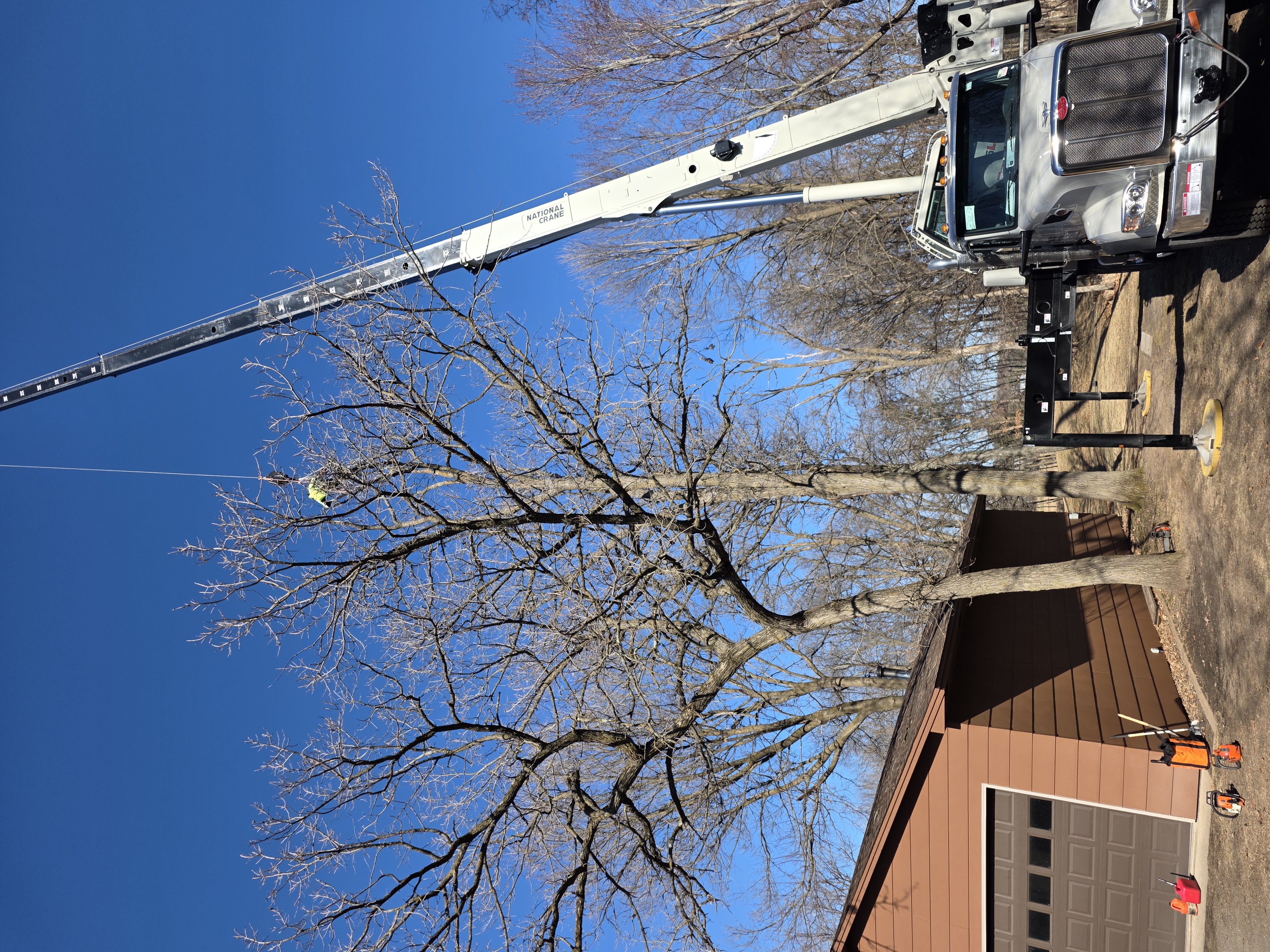 Professional crew member working on large tree