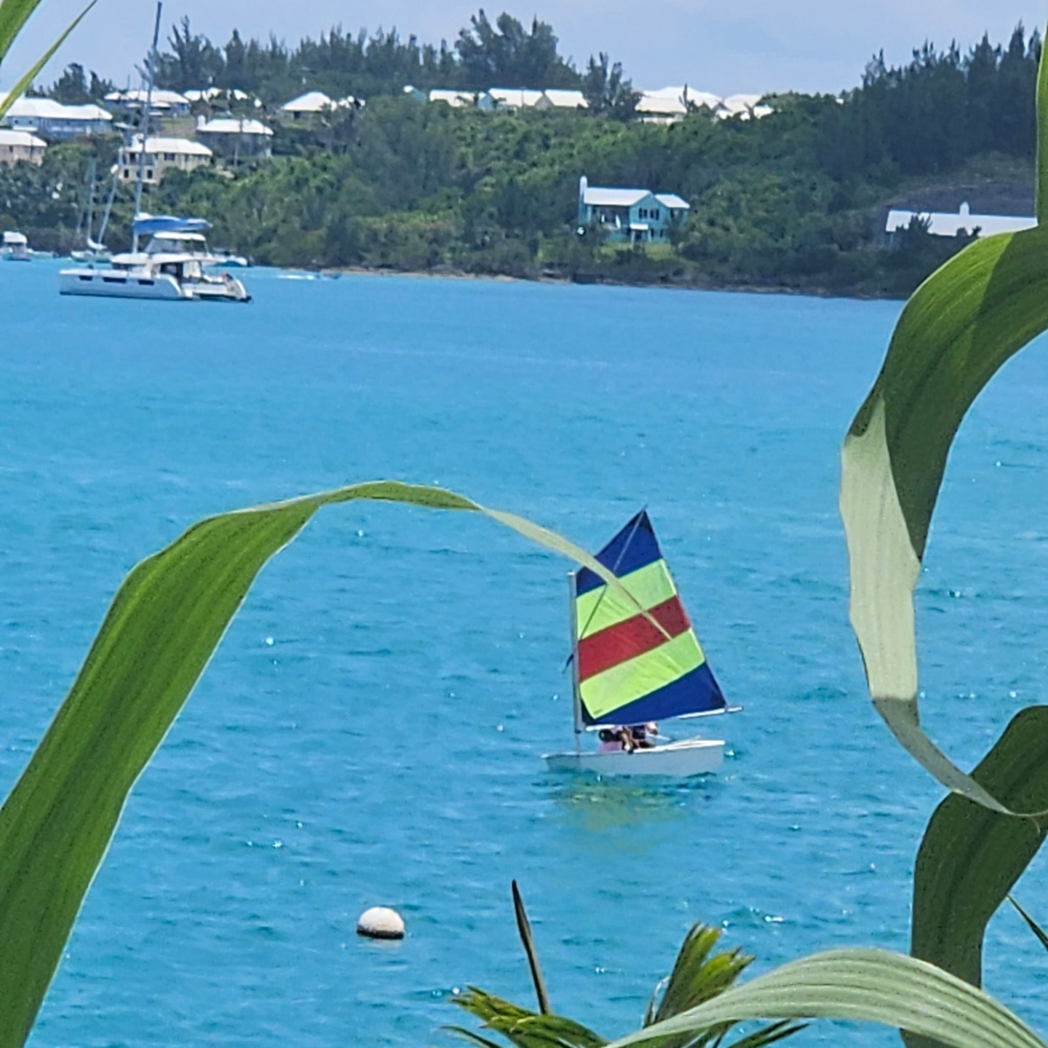 Colourful Optimist sail against tropical Bermuda foliage