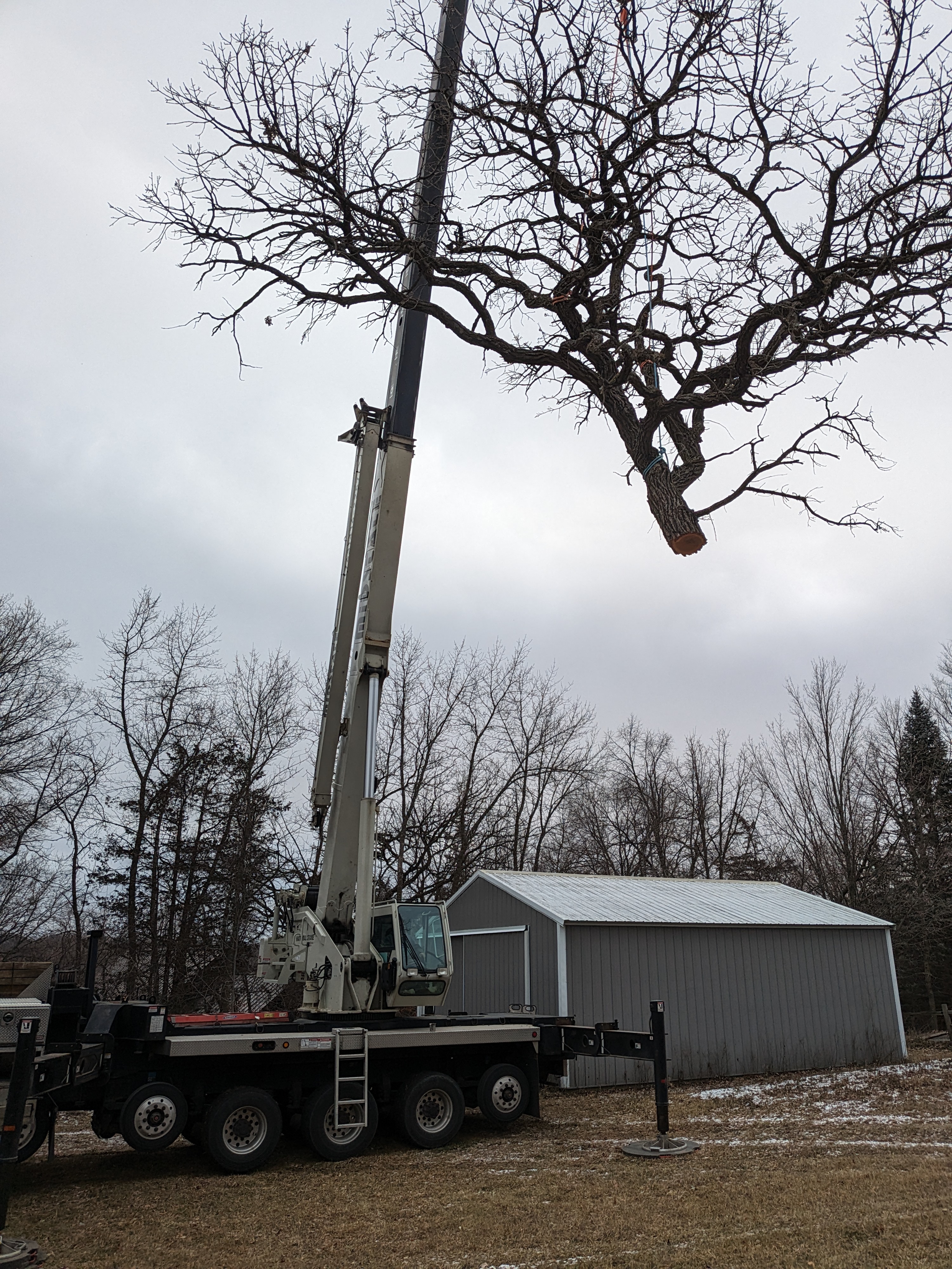 Winter tree removal with heavy equipment