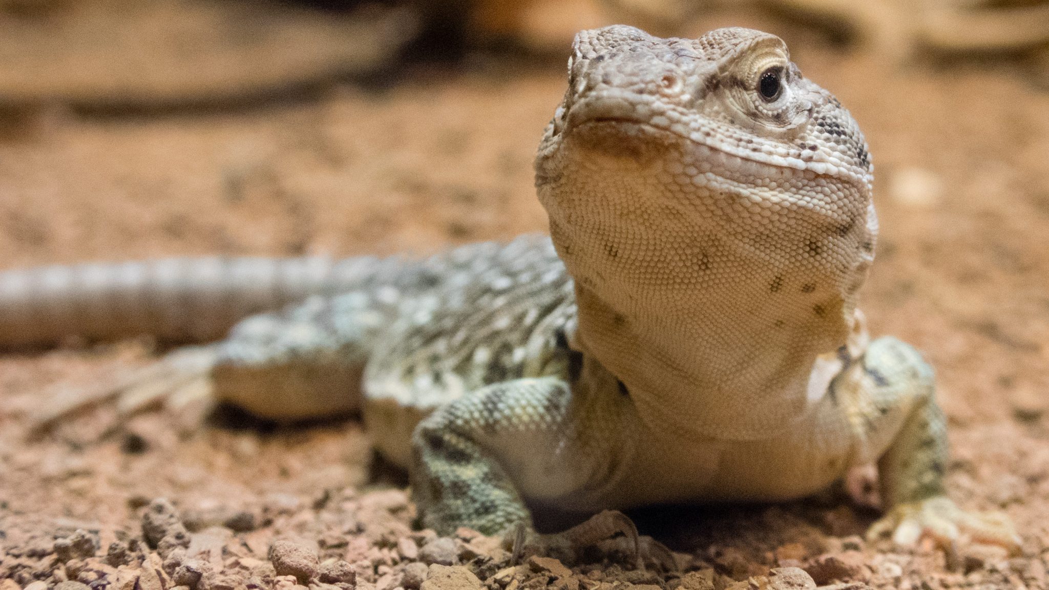 Halsbandleguaan - Crotaphytus collaris