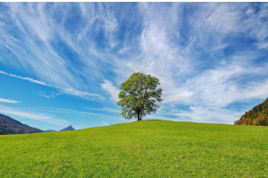Boom op een groene heuvel onder een blauwe lucht
