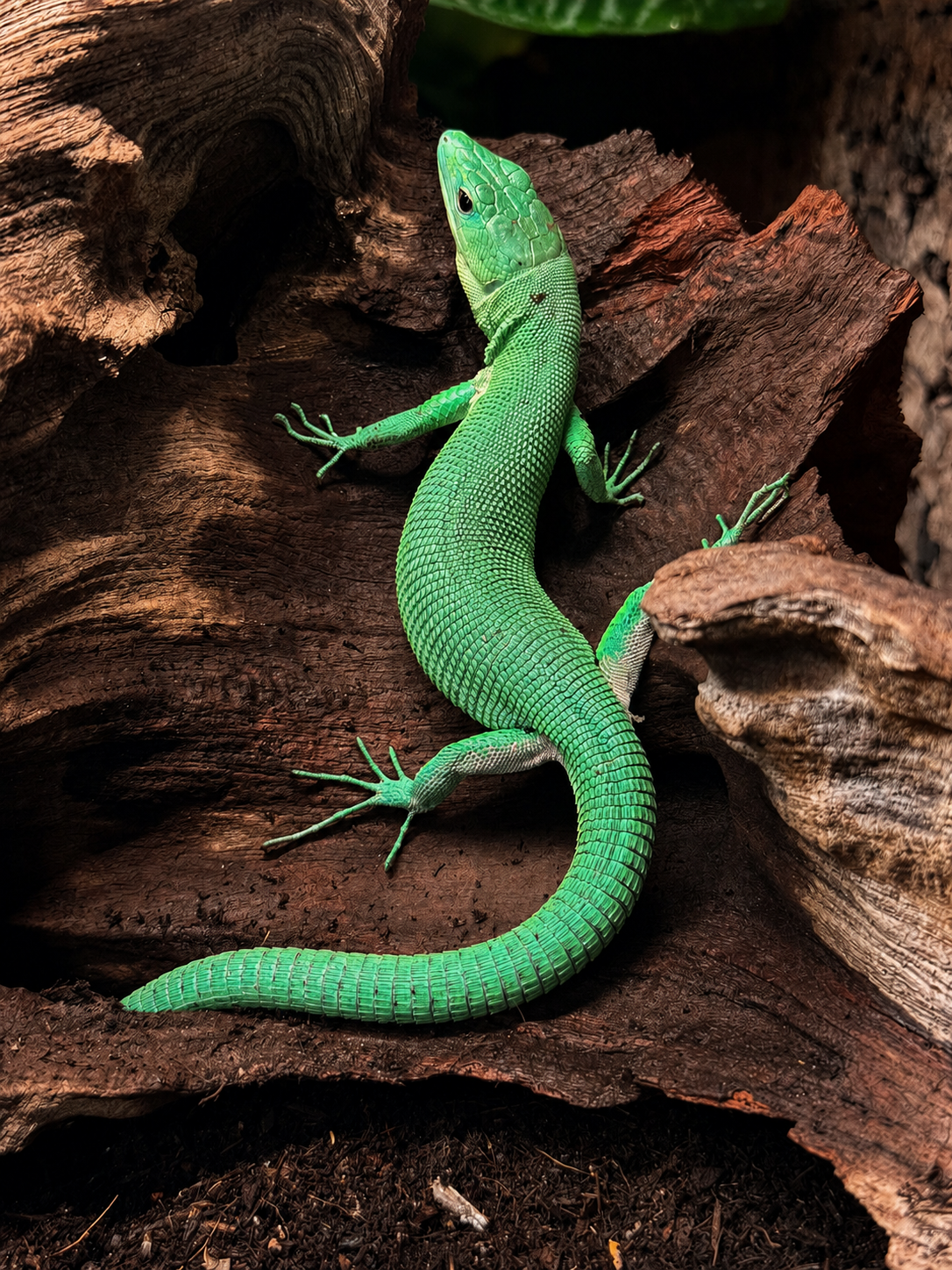 Groene Kielbuik Hagedis - Gastropholis prasina